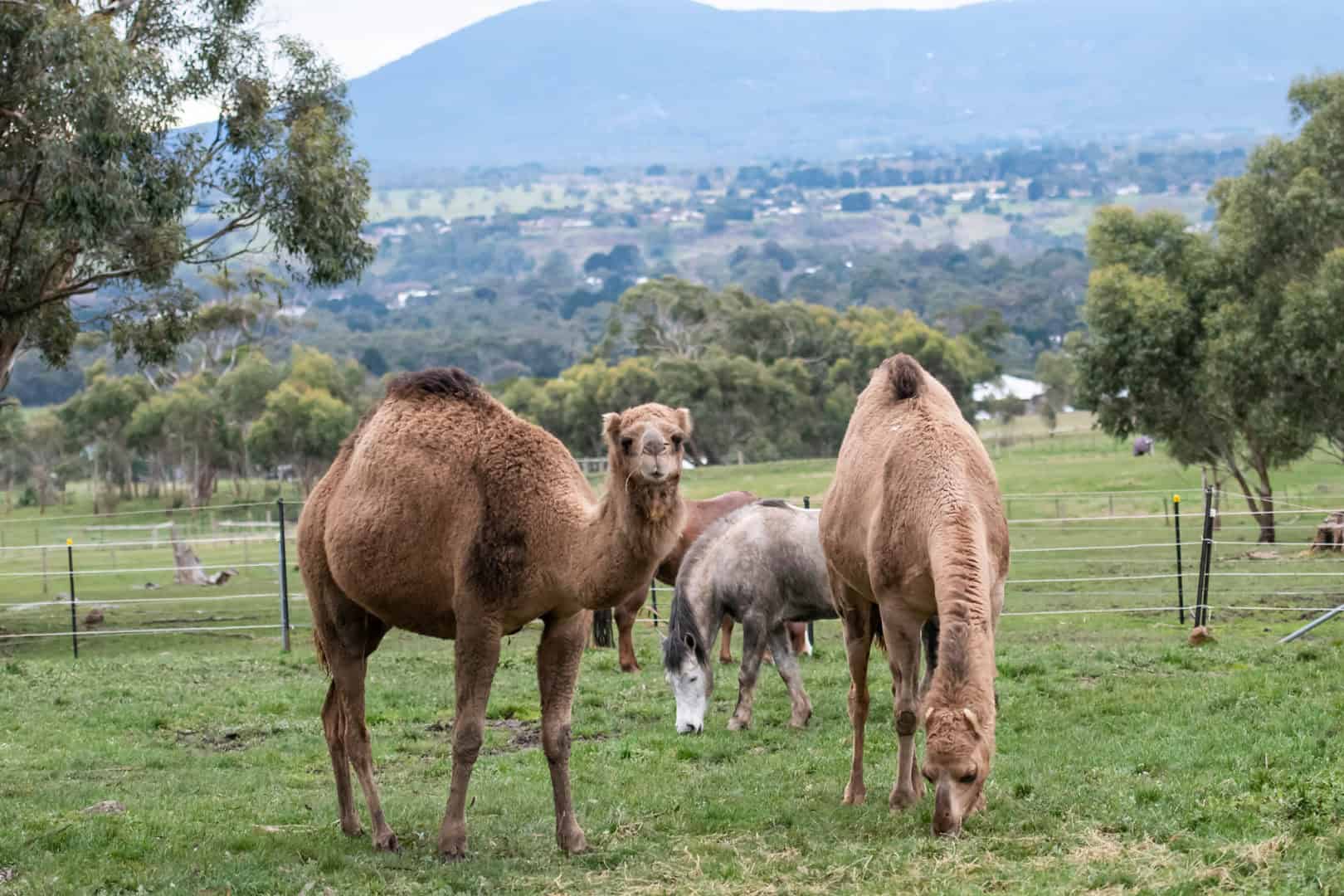 Galahad's Animal Sanctuary