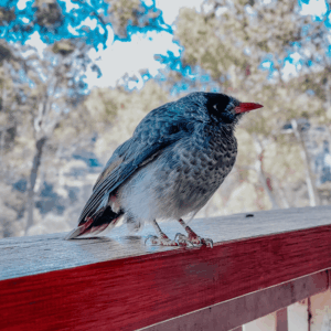 My Cafe Gift Voucher