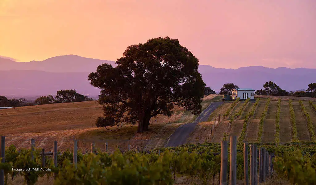Hounds Run Vineyard