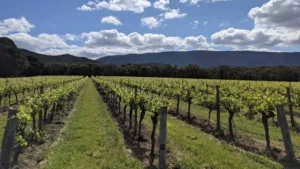 Fallen Giants Vineyard