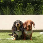 Queen Victoria Market