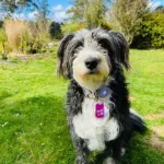 Queen Victoria Market