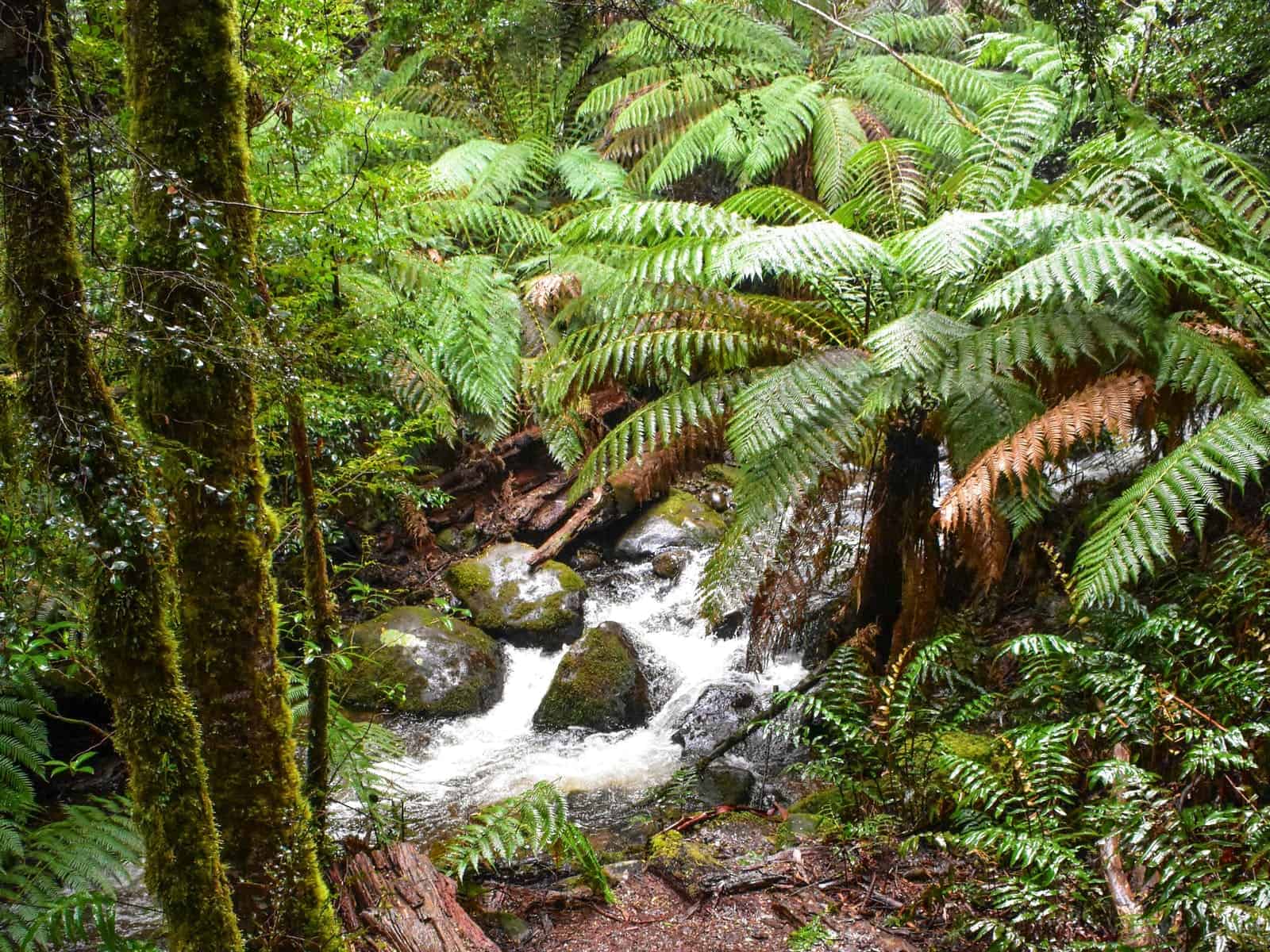 Yarra Ranges National Park