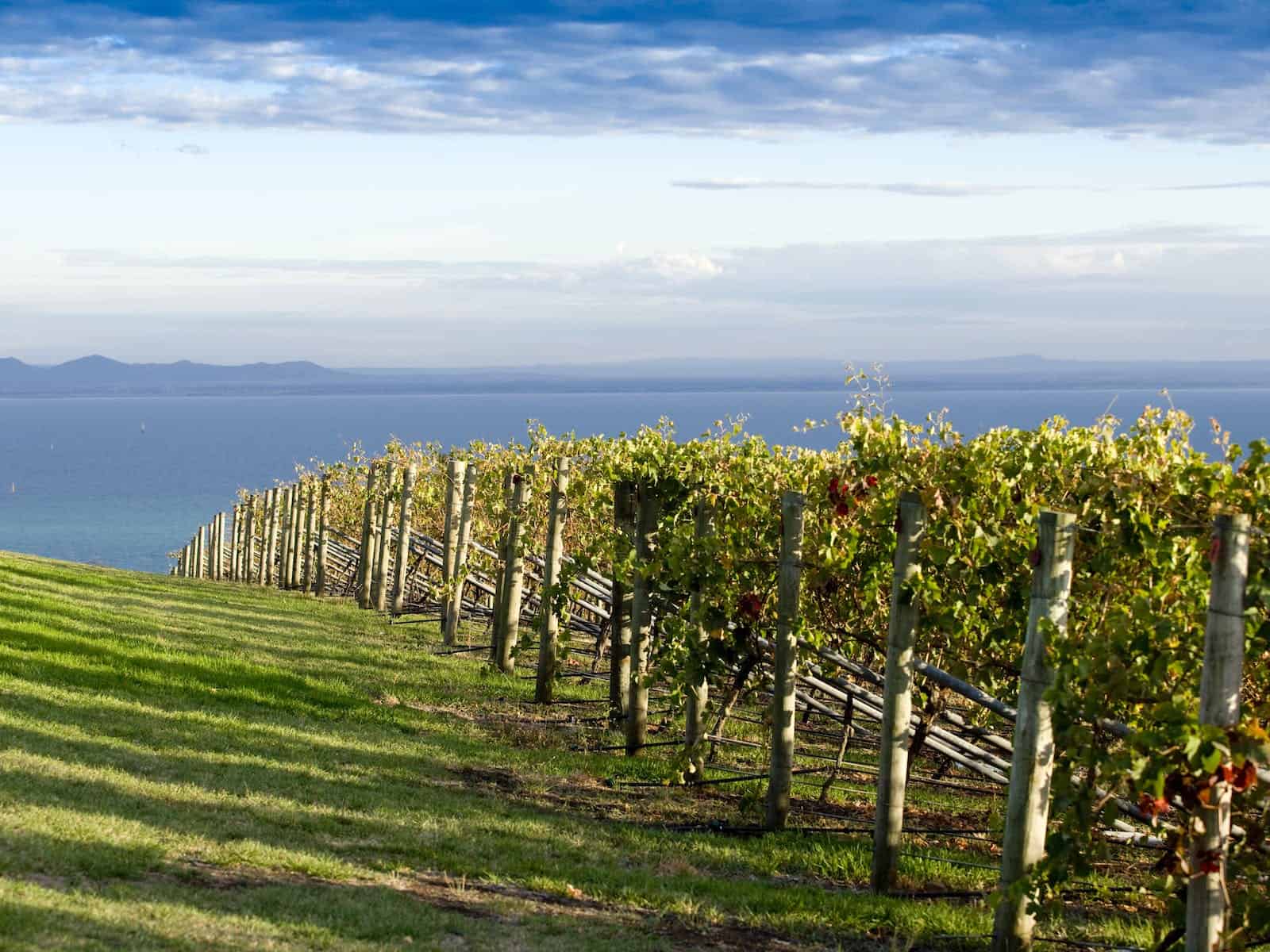 Bellarine Wine Tour