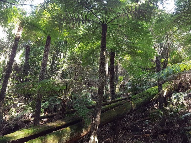 Fairy Dell Flora Reserve