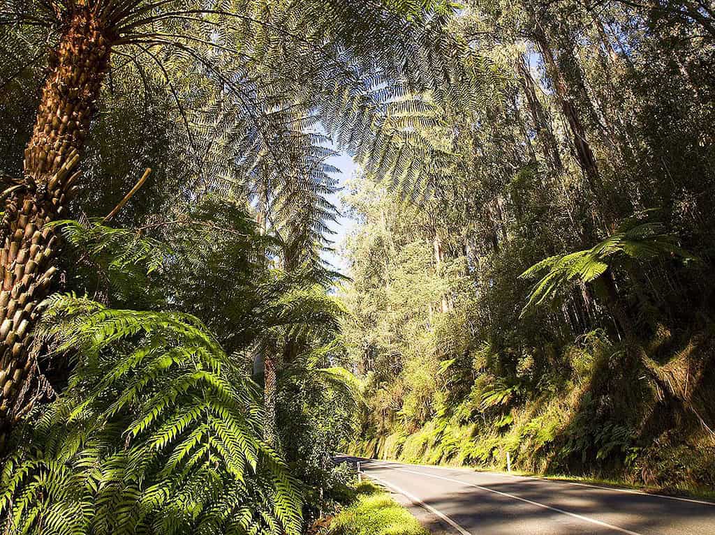 West Gippsland Hinterland Drive