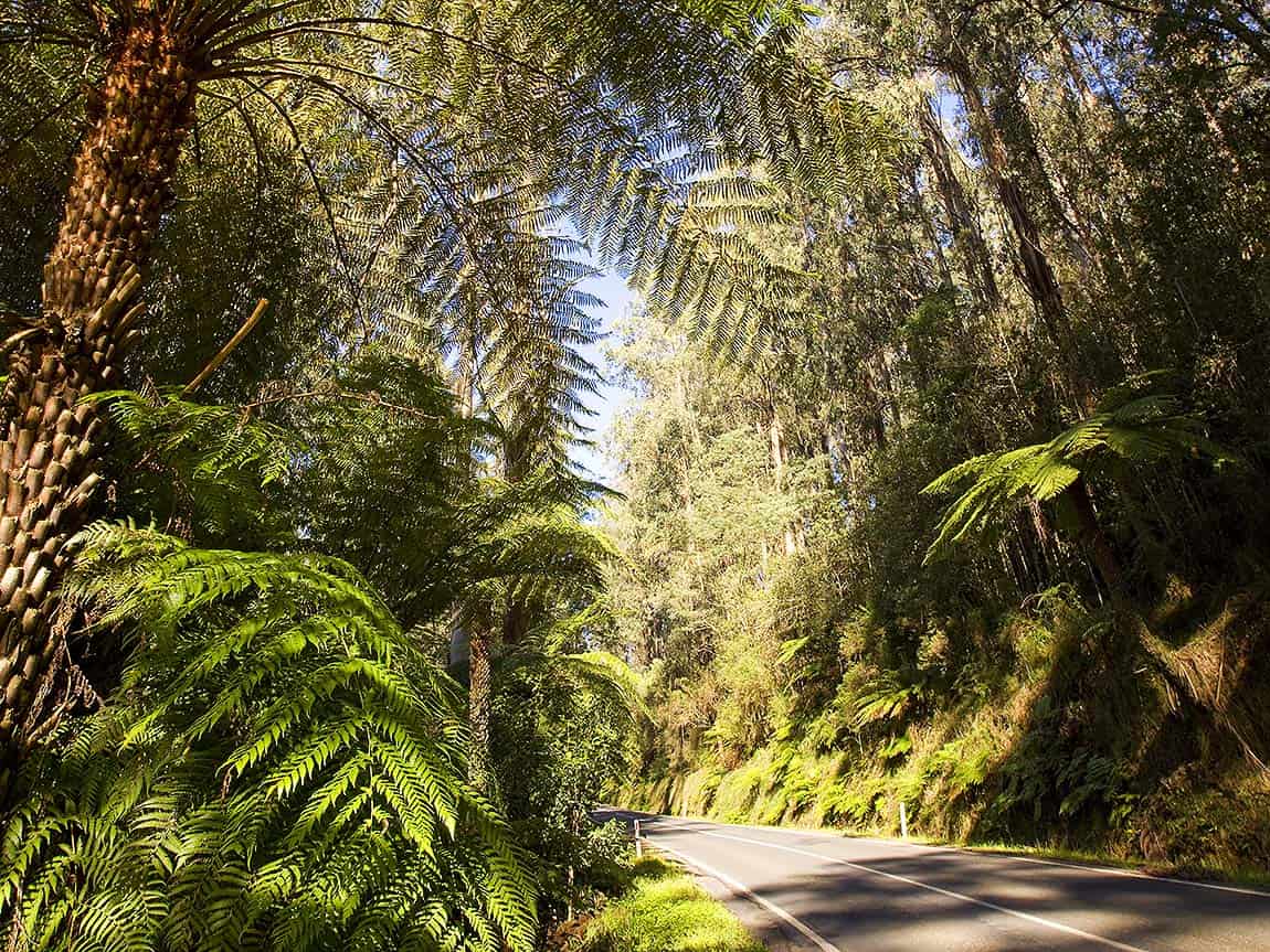 West Gippsland Hinterland Drive