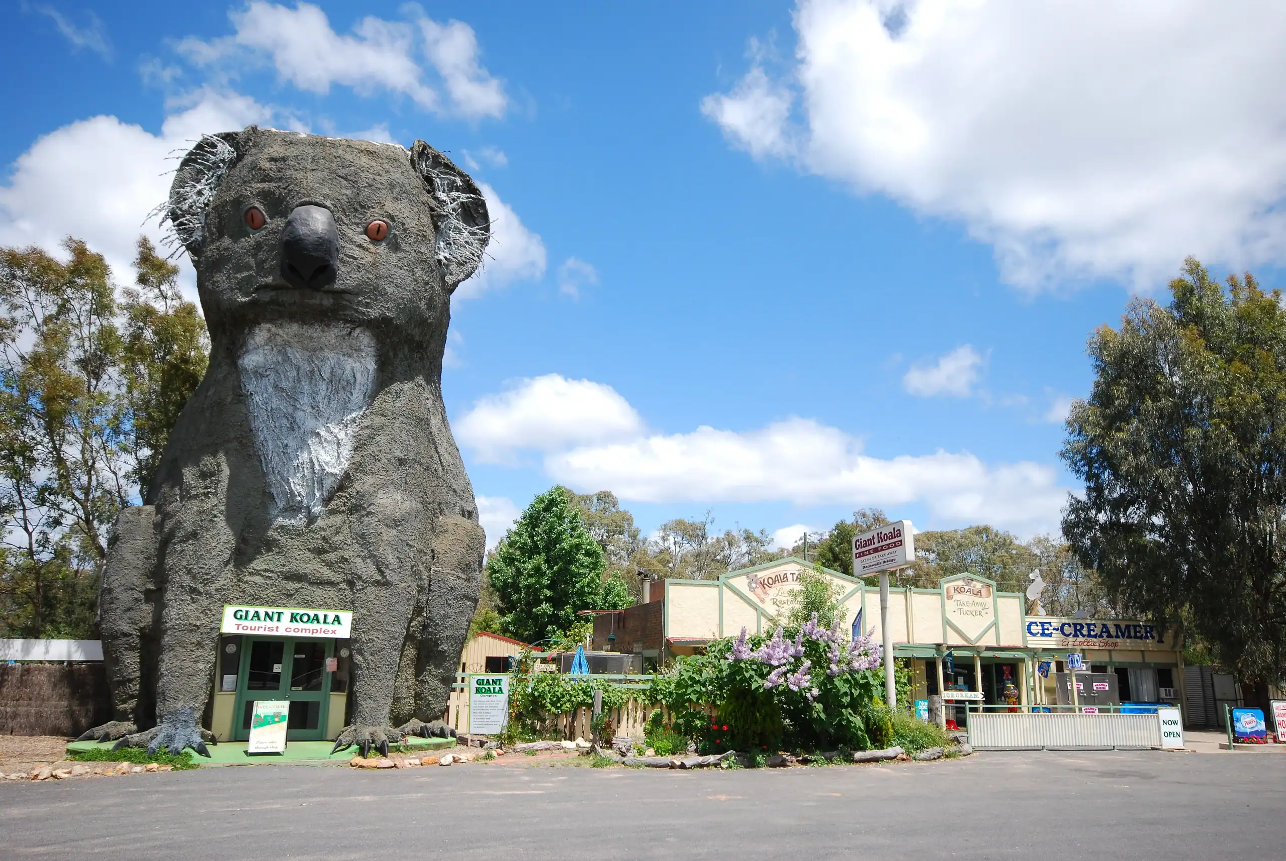 The Giant Koala