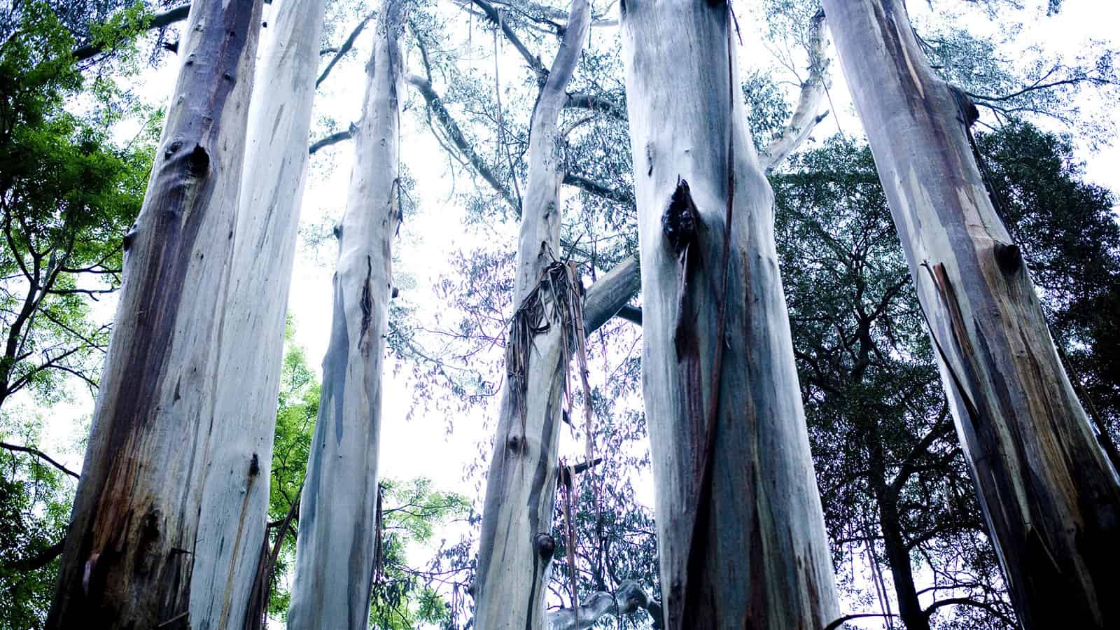 Dandenong Ranges National Park
