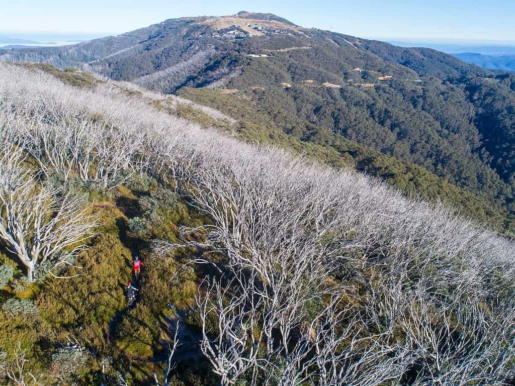 Mt Buller Bike Park