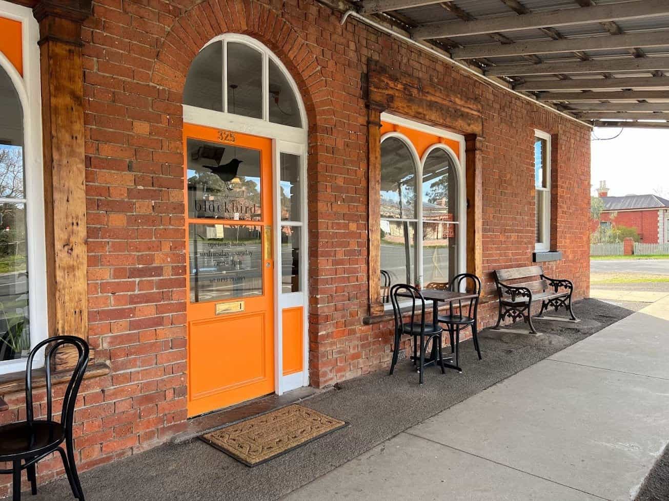 Blackbird Castlemaine