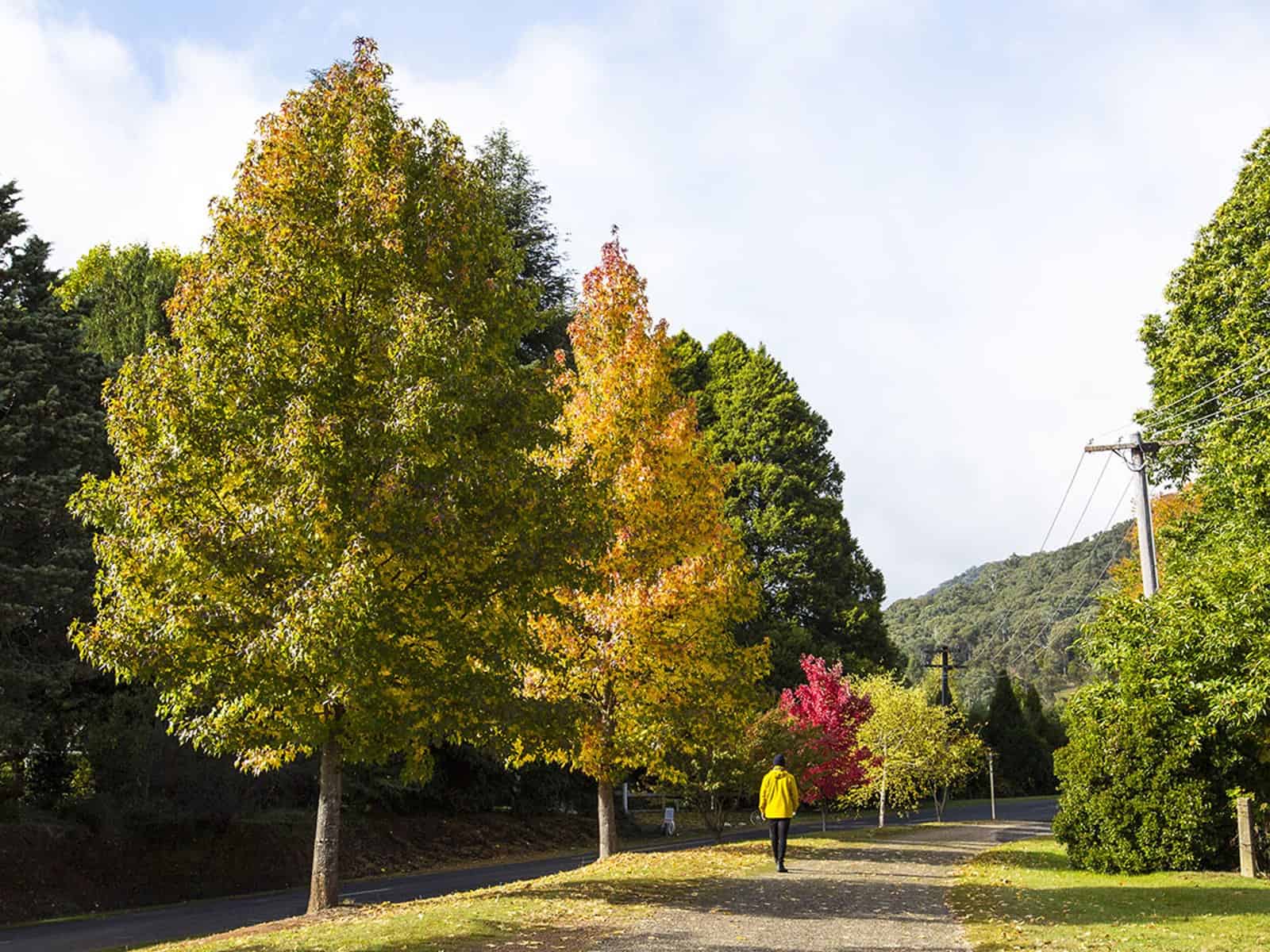 Bright to Wandiligong Walk (Wandi Walk)