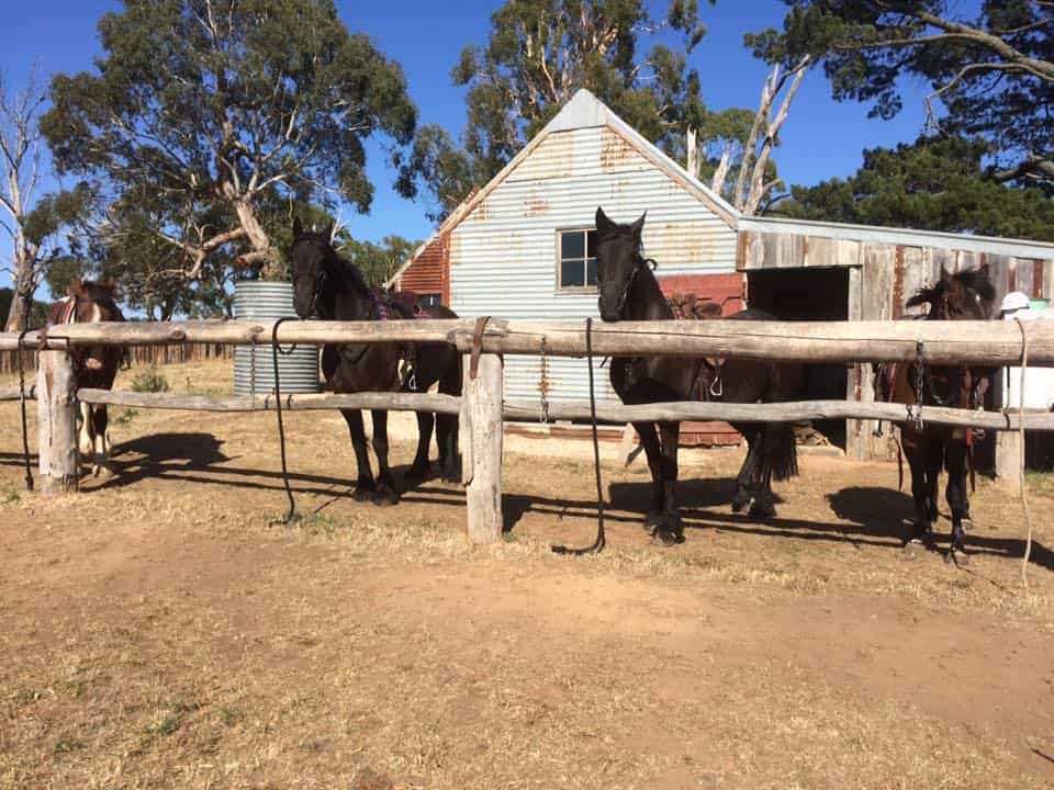Silver Brumby Trails