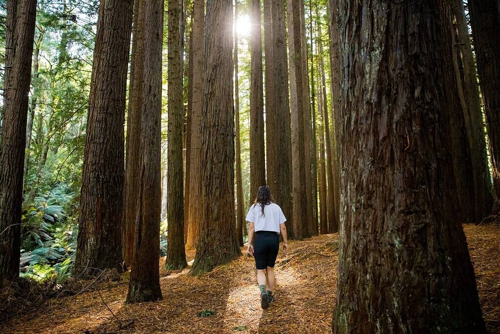 The Redwoods Otways