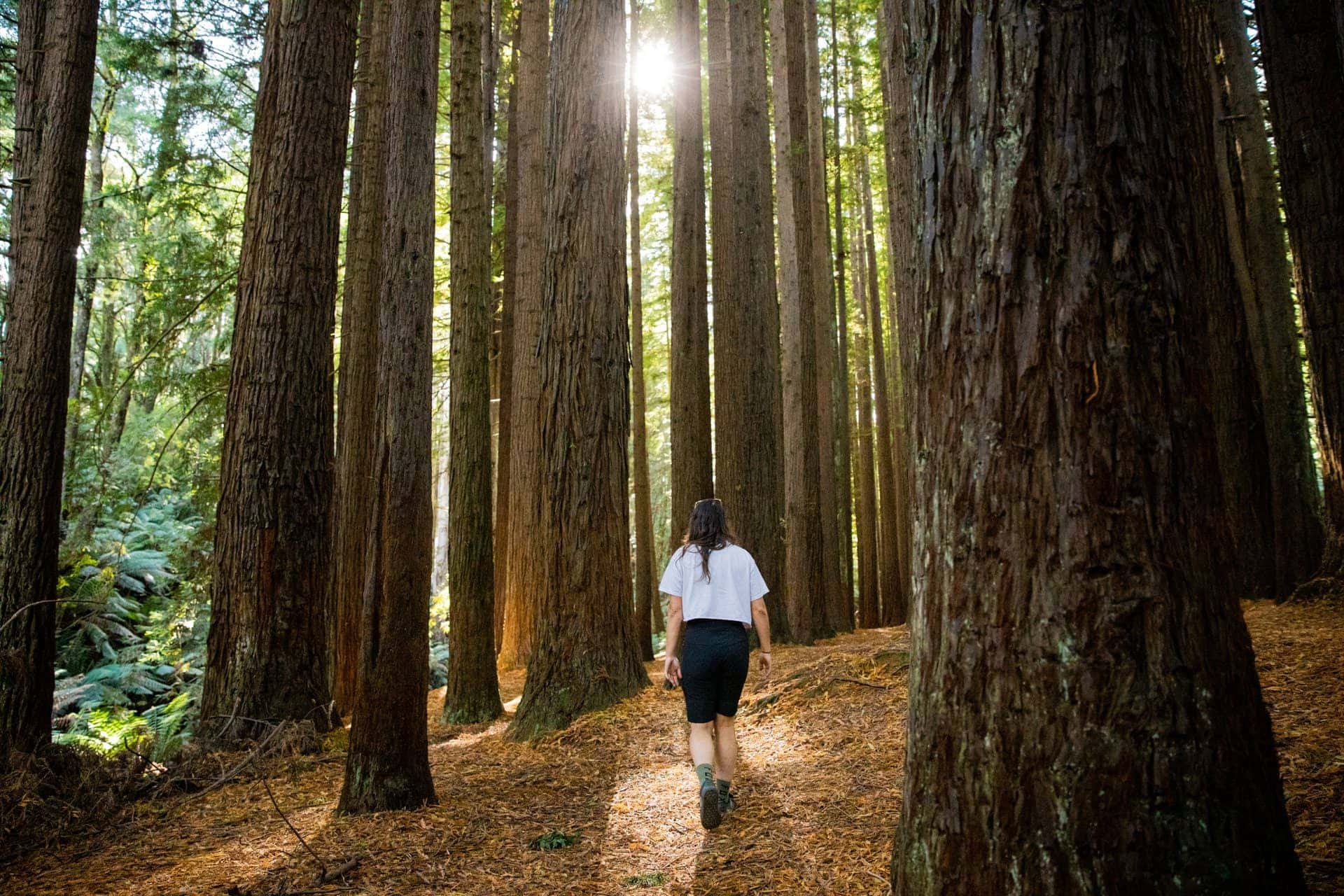The Redwoods Otways